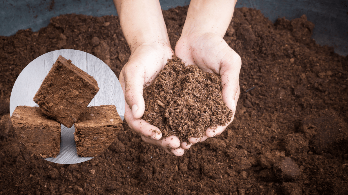 Coco Peat Bricks - Composting toilet mediums