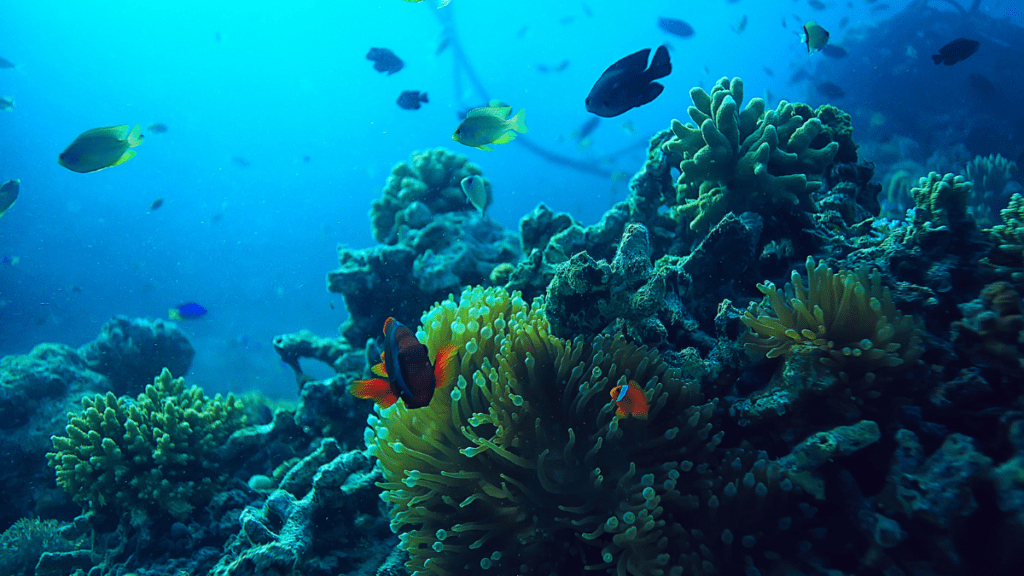 health coral reef - marine conservation